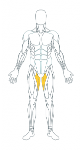 Adductors