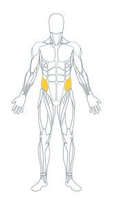 Obliques